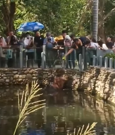 台灣新竹動物園的36歲元老級河馬「樂樂」是動物園人氣王,有網民近日指發現有遊客餵樂樂食薯片。