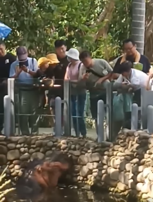 台灣新竹動物園的36歲元老級河馬「樂樂」是動物園人氣王,有網民近日指發現有遊客餵樂樂食薯片。