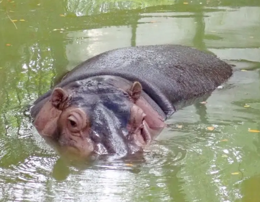 台灣新竹動物園的36歲元老級河馬「樂樂」是動物園人氣王,有網民近日指發現有遊客餵樂樂食薯片。