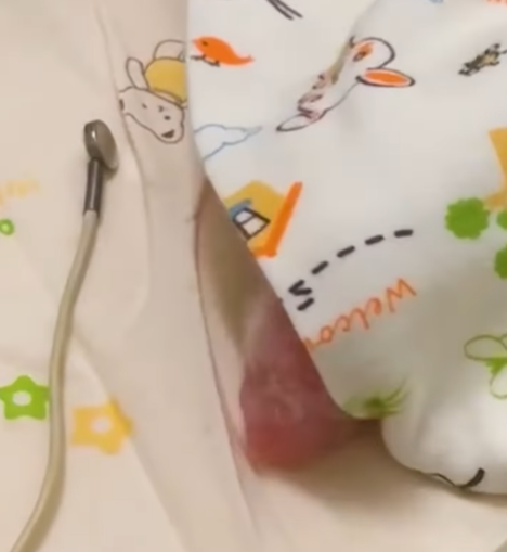 海洋公園發放大熊貓BB新片