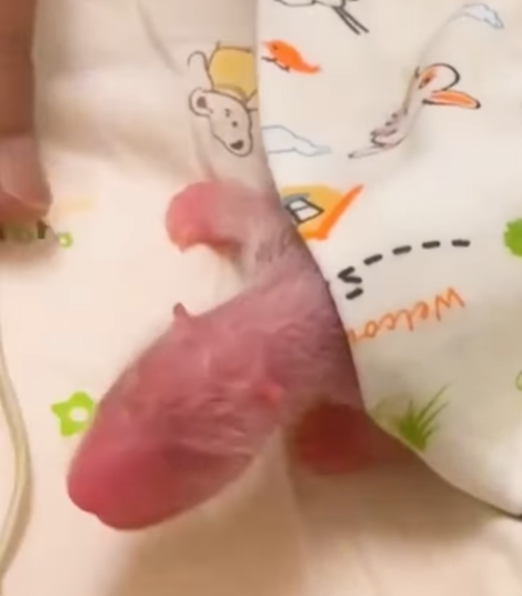 海洋公園發放大熊貓BB新片