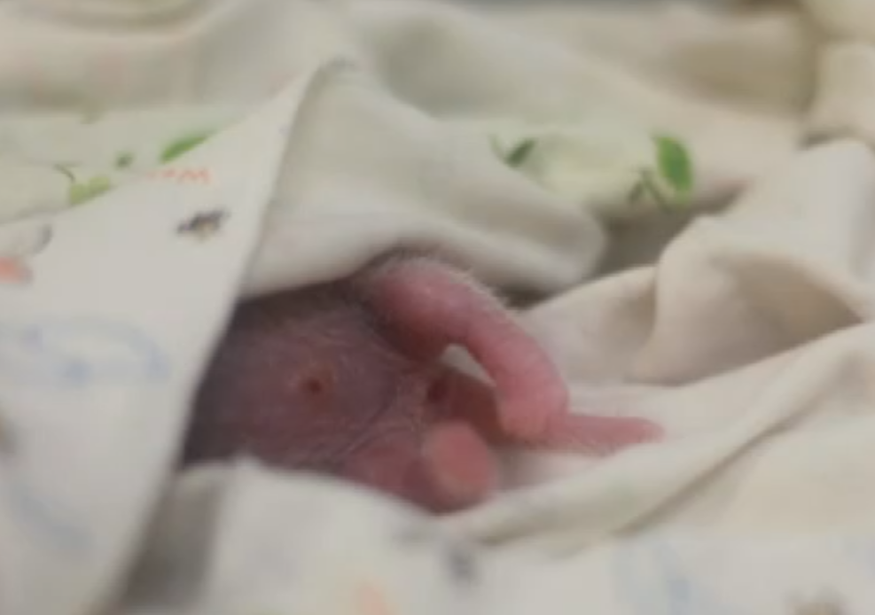 海洋公園龐建貽:朋友建議龍鳳胎改名叫「家朗」或「旻憓」 日後會讓市民改名