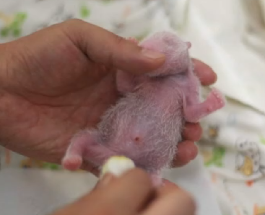 海洋公園龐建貽:朋友建議龍鳳胎改名叫「家朗」或「旻憓」 日後會讓市民改名