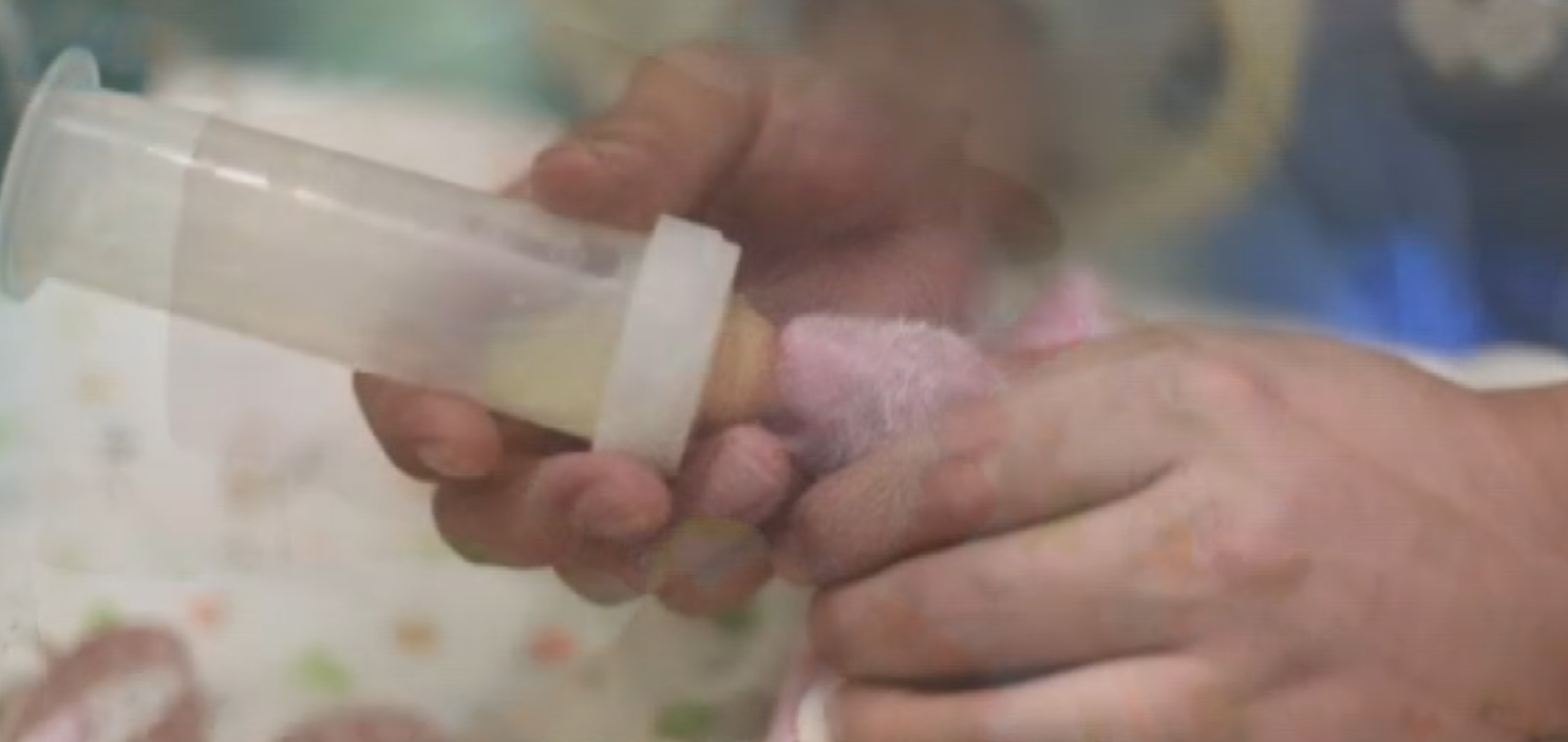 海洋公園龐建貽:朋友建議龍鳳胎改名叫「家朗」或「旻憓」 日後會讓市民改名