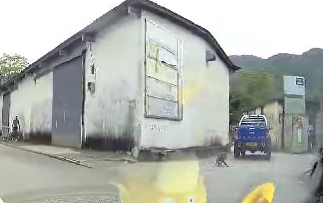 車cam直擊|元朗車輾死狗不顧而去 網民怒斥司機正畜生 (網上影片截圖)