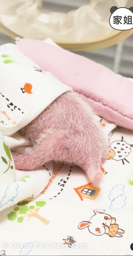 大熊貓BB家姐髮量增加尾巴左搖右擺 網民:珍惜條長長小尾巴 (IG@pandahk_official影片截圖)