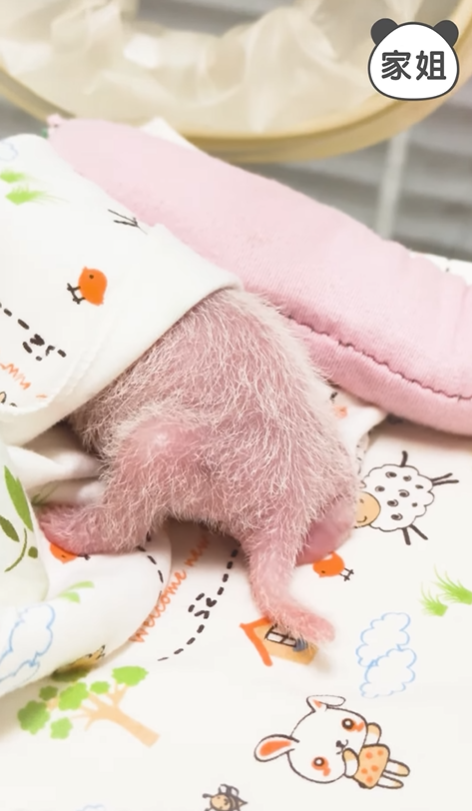 大熊貓BB家姐髮量增加尾巴左搖右擺 網民:珍惜條長長小尾巴 (