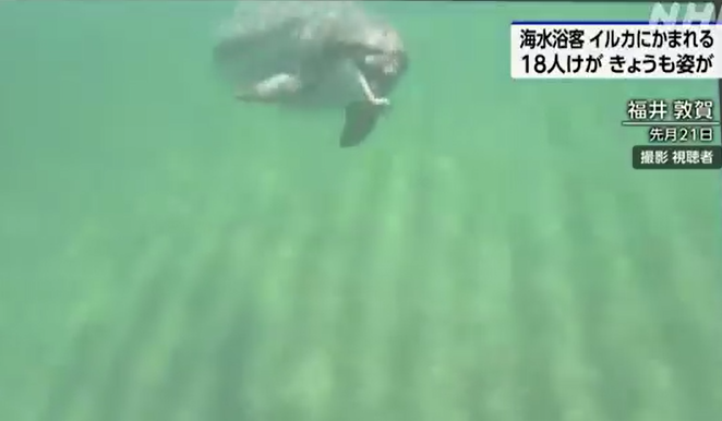 海豚
