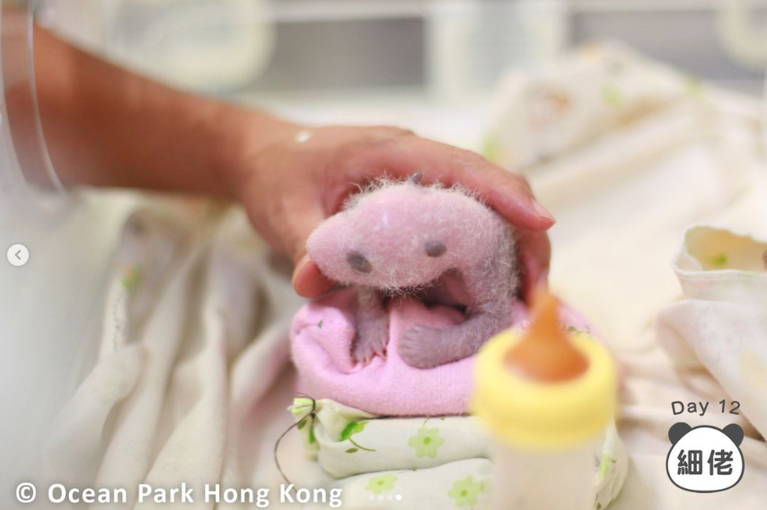 海洋公園發布家姐和細佬新一批新相