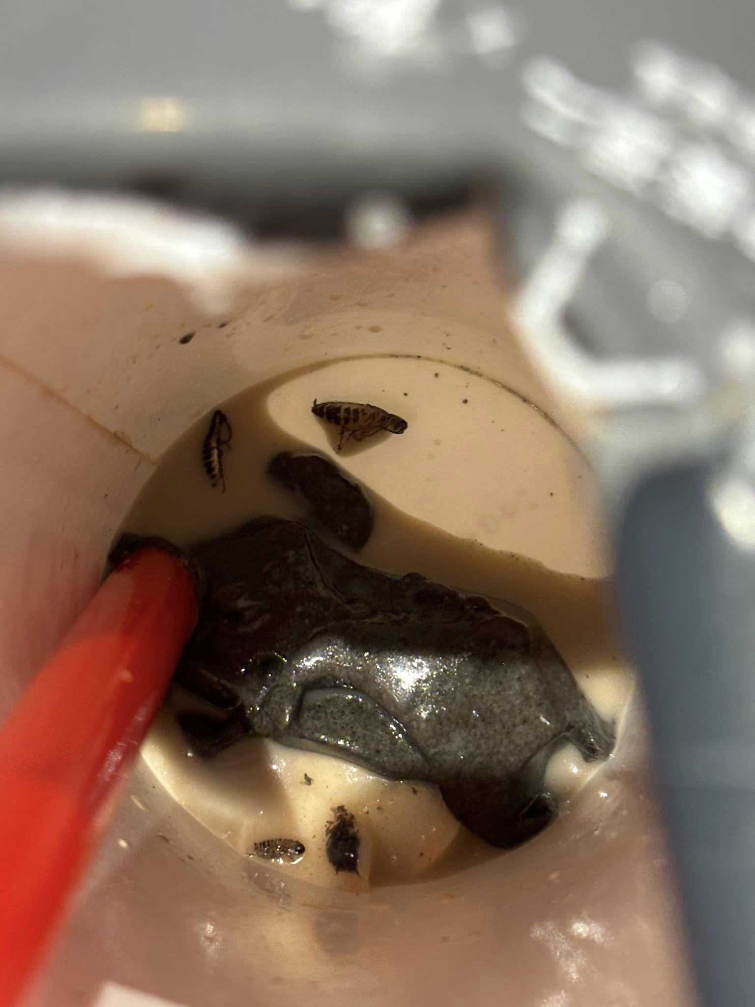 杯內有至少3隻曱甴屍骸。(爆料公社二社@FB)