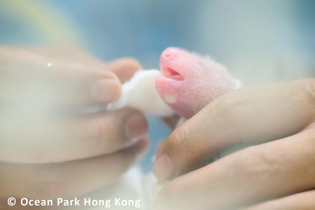 海洋公園公開大熊貓寶寶最新的生活照。(香港海洋公園)