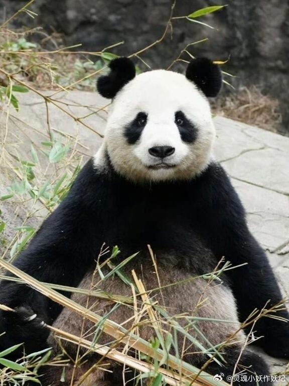 扳手形的右耳、右後腳掌帶著一抹獨特的小白毛是彤彤的特徵。(微博)