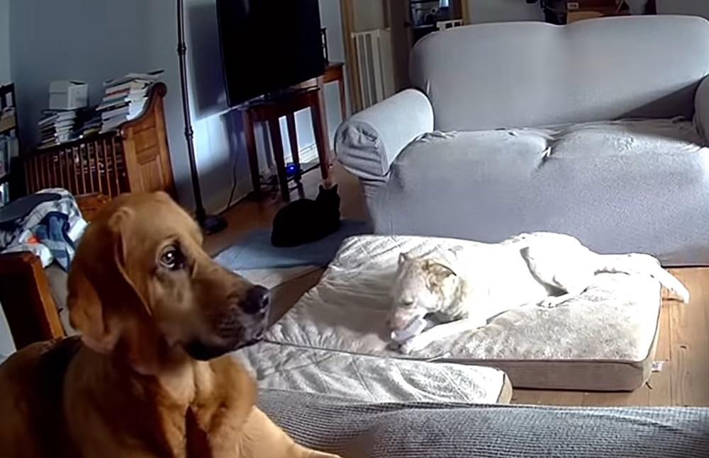 白狗將尿袋叼到床墊上當成潔齒骨享用。(FB)