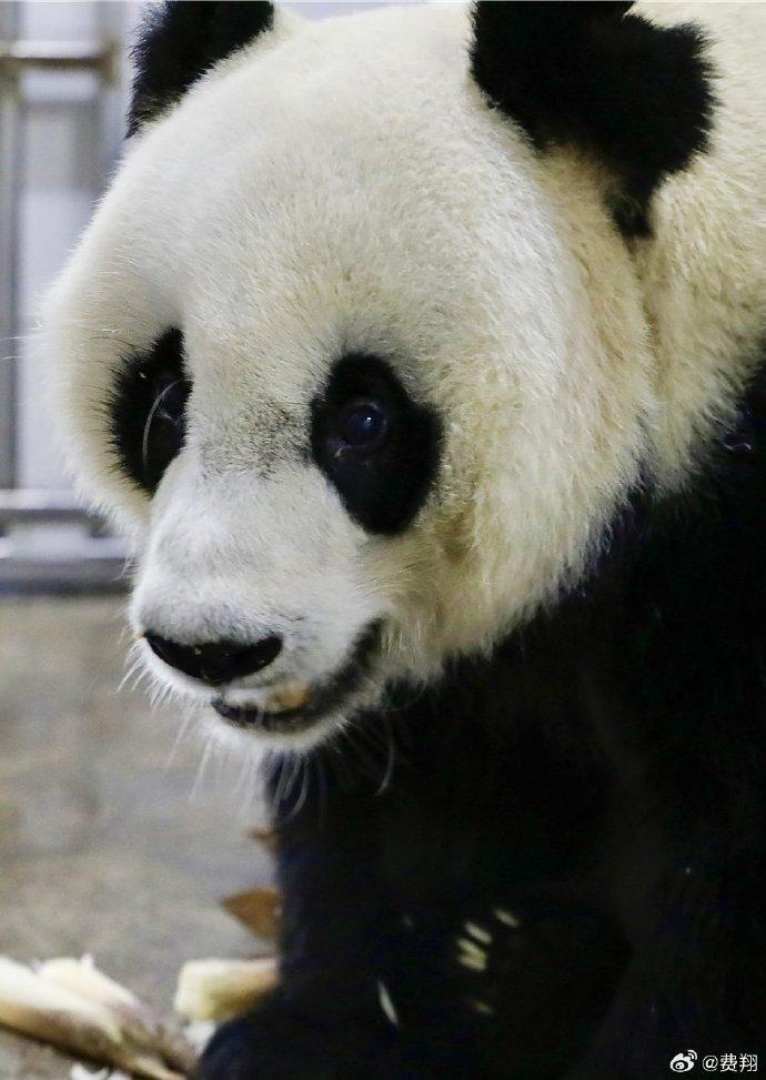 費翔認養戴立逾20年,上月收到最新相片。(微博)