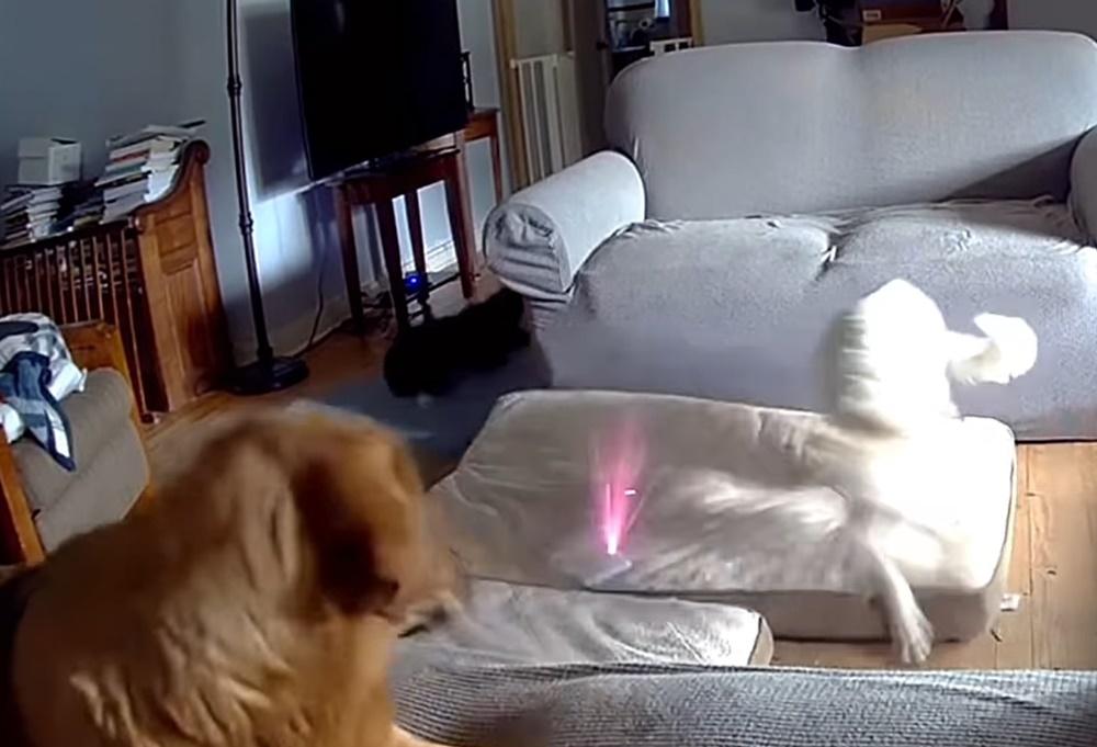 尿袋突然發生小爆炸並噴出火花,白狗急忙跳開,原本在梳化上休息的啡色狗狗也被嚇得彈起來。(FB)