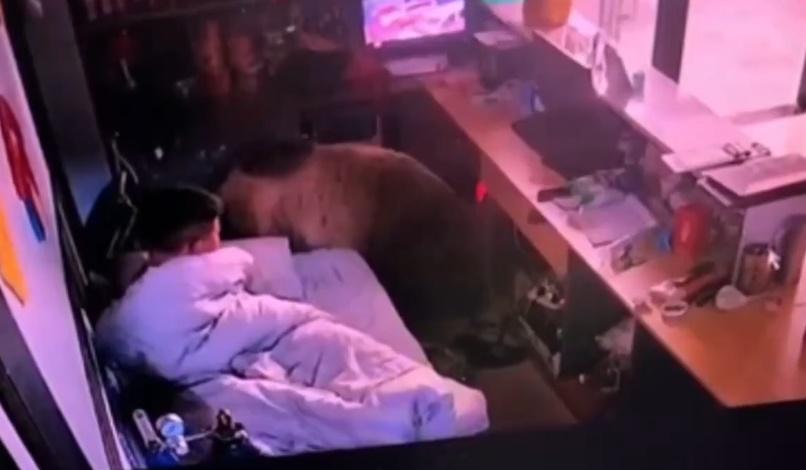 男職員張眼駭見棕熊就在床邊,觸手可及,冷靜地觀察棕熊舉動。(微博)