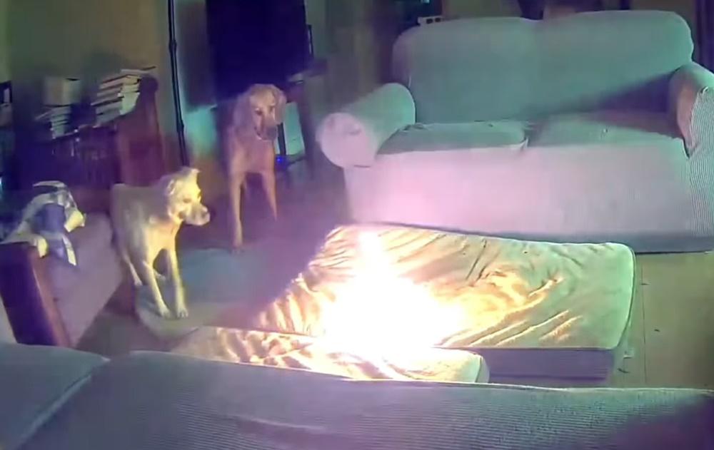 兩隻狗狗不知所措,眼巴巴的看著火勢愈燒愈大。(FB)