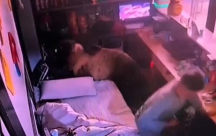 趁棕熊正專注搜刮物品時,男職員立即起身離開,還不忘拿走放在櫃台上的手機。(微博)