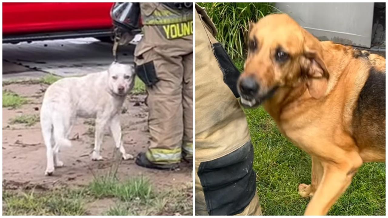 慶幸這家人裝設了狗門,2隻狗與1隻貓透過狗門順利逃出火場,並沒有受傷。(FB)