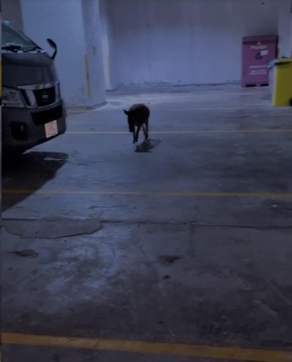 一隻約1米長野豬在停車場的角落處徘徊。(網上截圖)