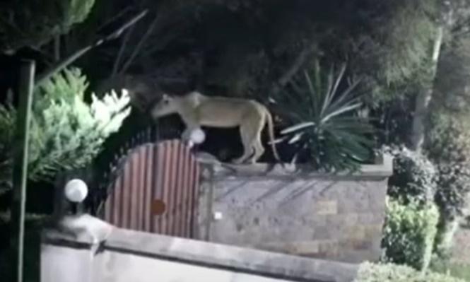 街外突然冒出一隻母獅,竟然翻牆走到她的家裡中。(YouTube)