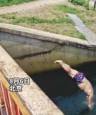 大叔摸仿跳水運動員般伸手頭下腳上撲通入水。(微博)