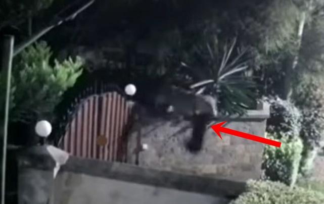 母獅不消幾分鐘就將Jaci當成獵物,將牠叼著離開。(YouTube)