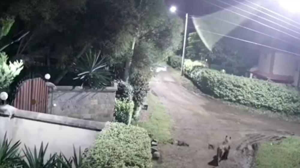 母獅不消幾分鐘就將Jaci當成獵物,將牠叼著離開。(YouTube)