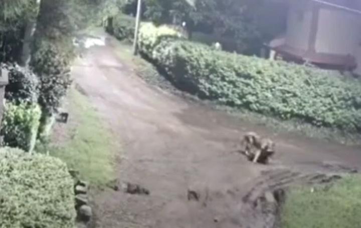 母獅不消幾分鐘就將Jaci當成獵物,將牠叼著離開。(YouTube)