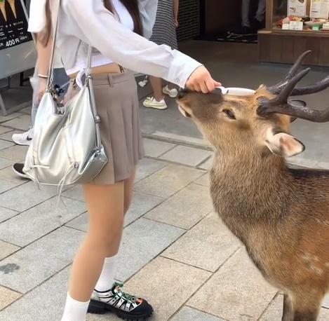 徐小花指,尤其有角的公鹿特別愛梳頭。(Threads)