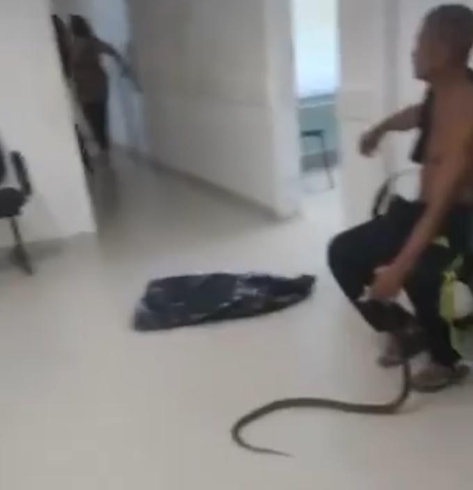 事主徒手捉著那條活生生的蛇,嚇得在場醫護退避三舍,不敢靠近。(X)