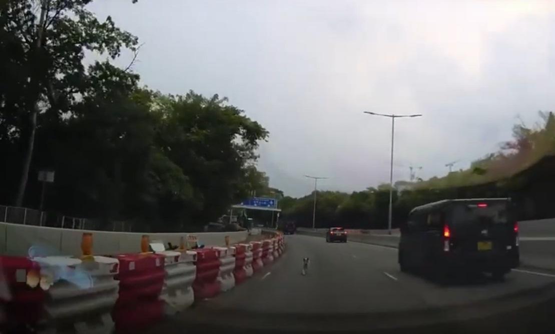 小狗反方向跑出。(網片截圖)