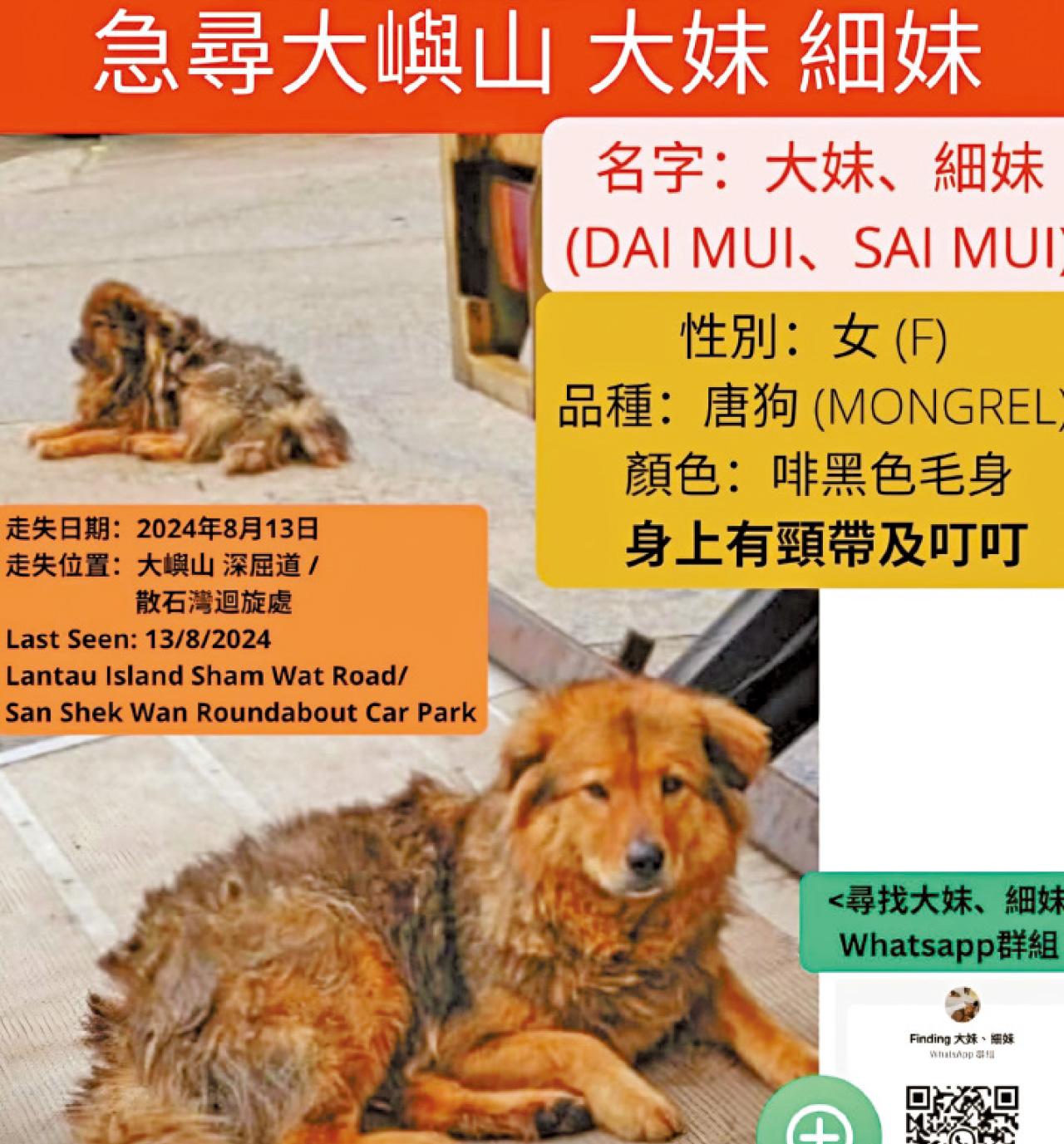 犬隻失蹤 尋犬