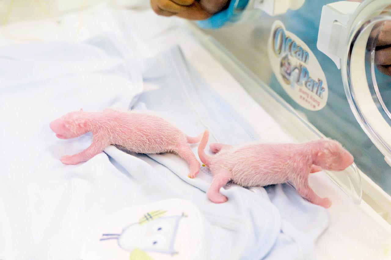 大熊貓盈盈誕下的一對龍鳳胎,現時情況已較為穩定,包括進食及排泄情況,但由於不足一周,仍然脆弱。(海洋公園社交網頁)