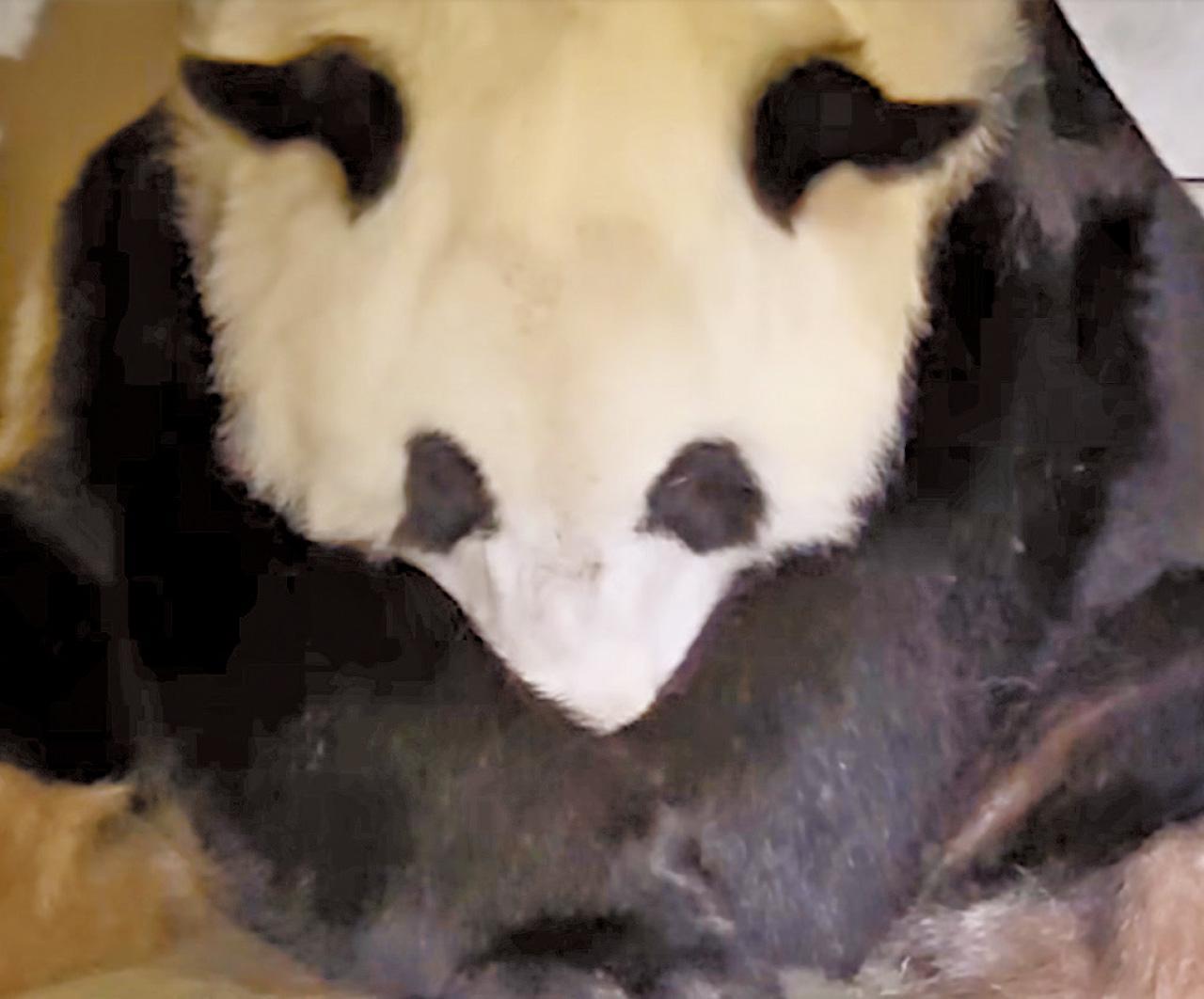 盈盈正舔著熊貓弟弟。(影片截圖)