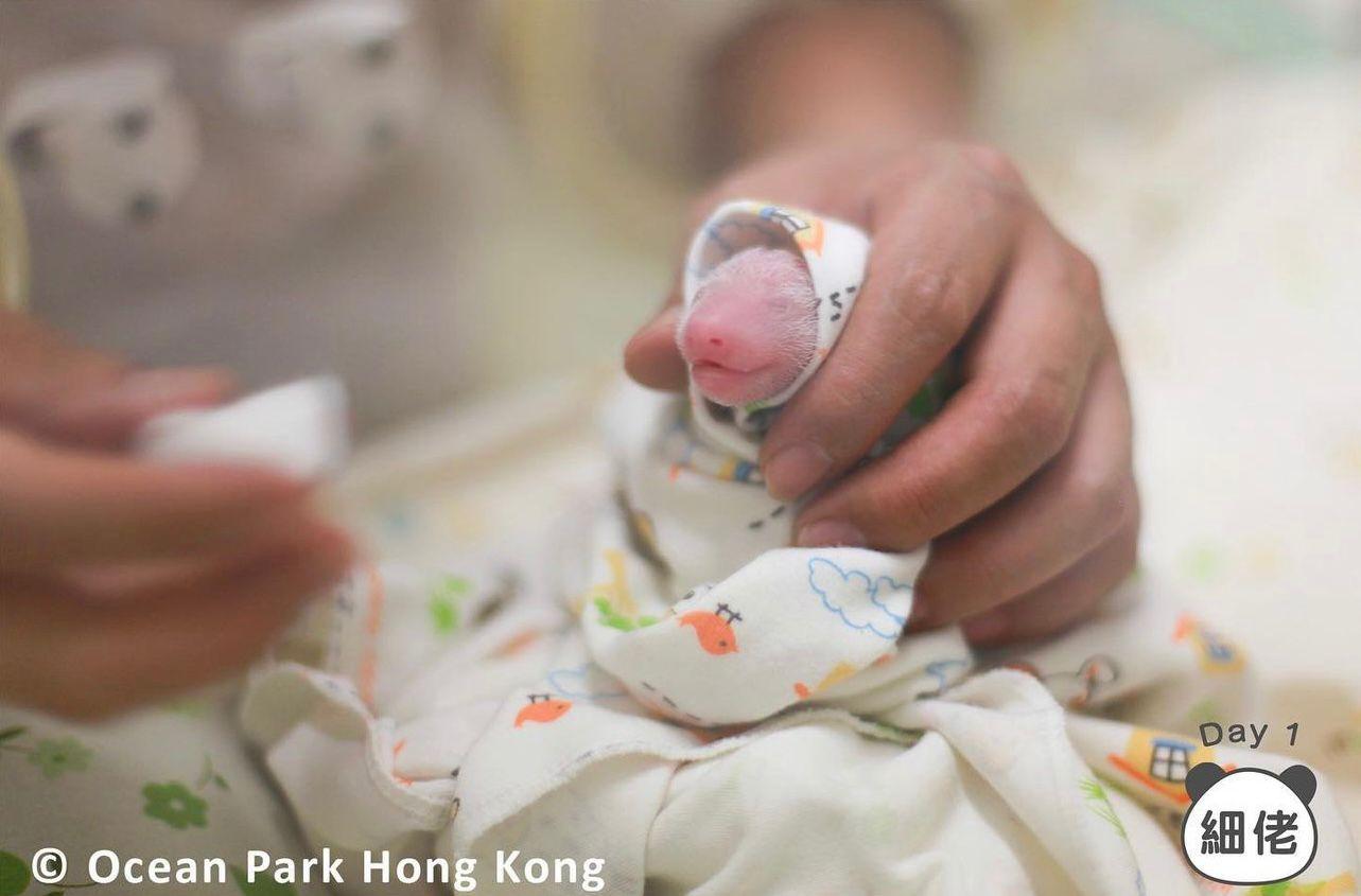 海洋公園龐建貽:朋友建議龍鳳胎改名叫「家朗」或「旻憓」 日後會讓市民改名