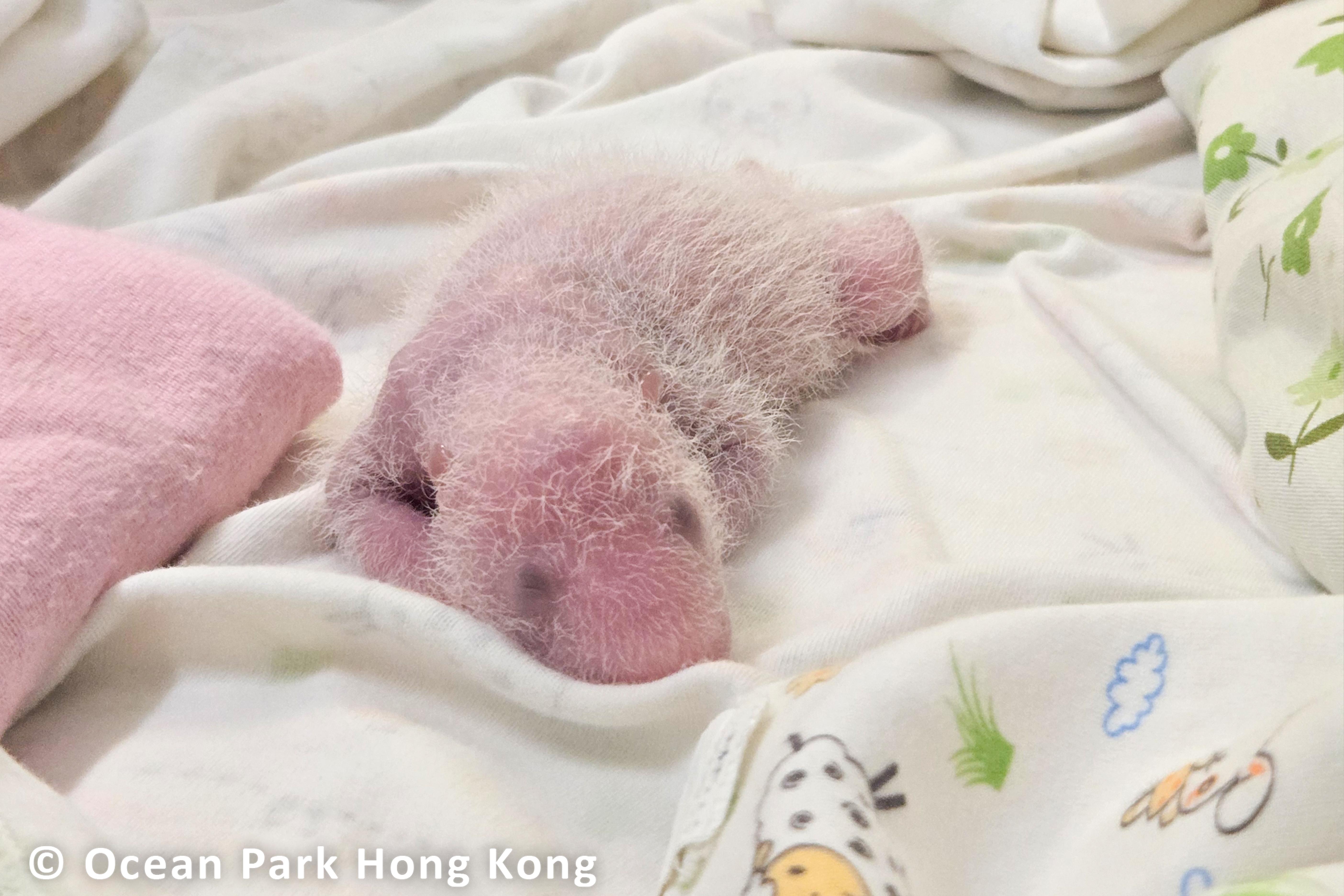 大熊貓龍鳳胎度過收水期 經典「黑眼圈」隱約可見 (海洋公園圖片)