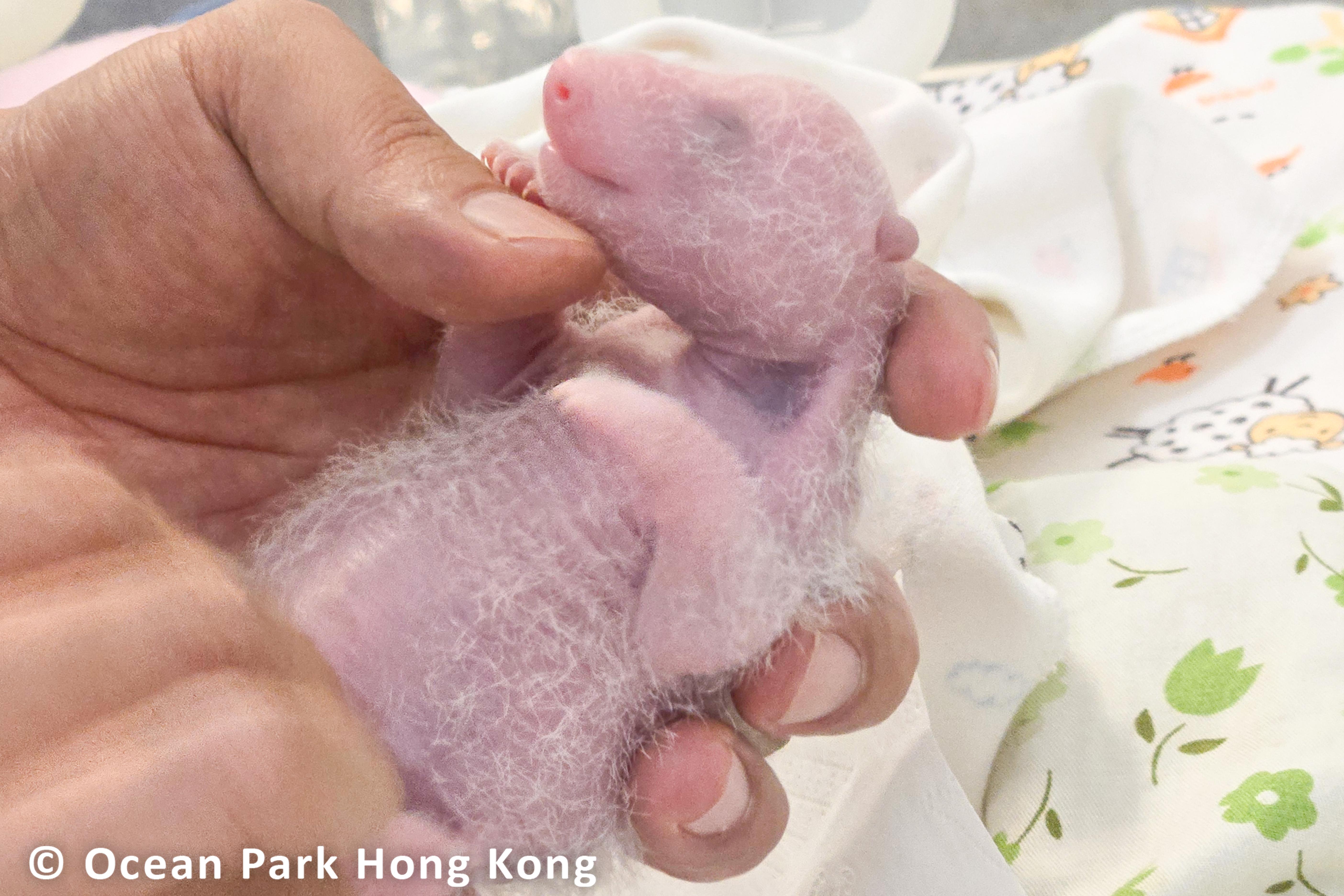 大熊貓龍鳳胎度過收水期 經典「黑眼圈」隱約可見 (海洋公園圖片)