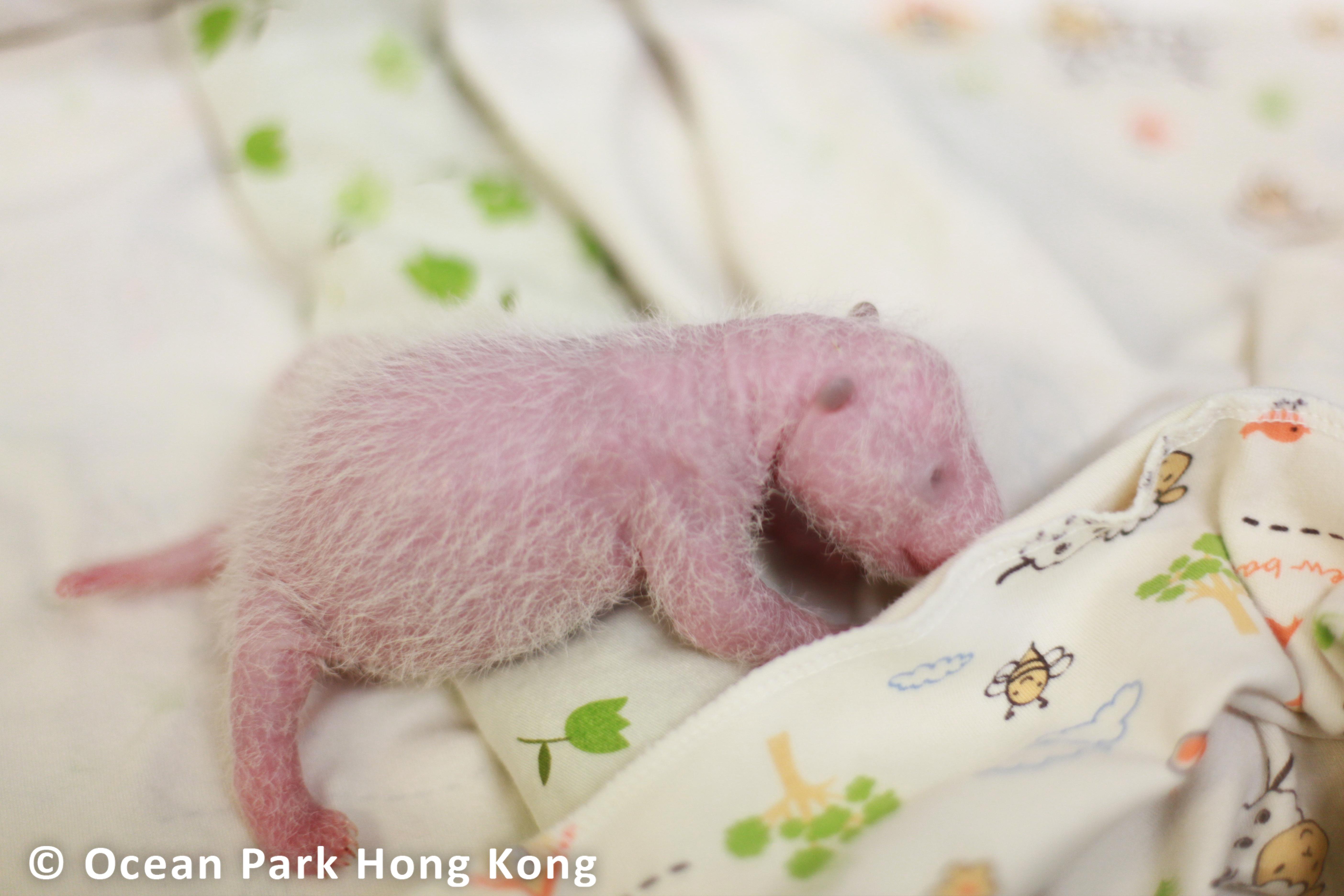 大熊貓龍鳳胎度過收水期 經典「黑眼圈」隱約可見 (海洋公園圖片)