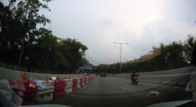 小狗跑向右線,被Benz撞到。(網片截圖)