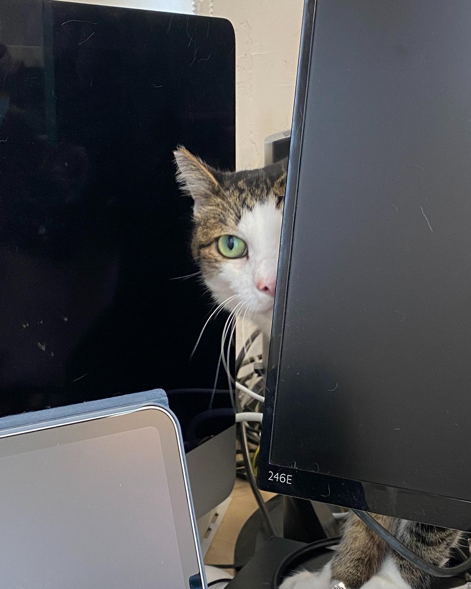 東京株式会社qnote公司,11隻貓為員工減壓。