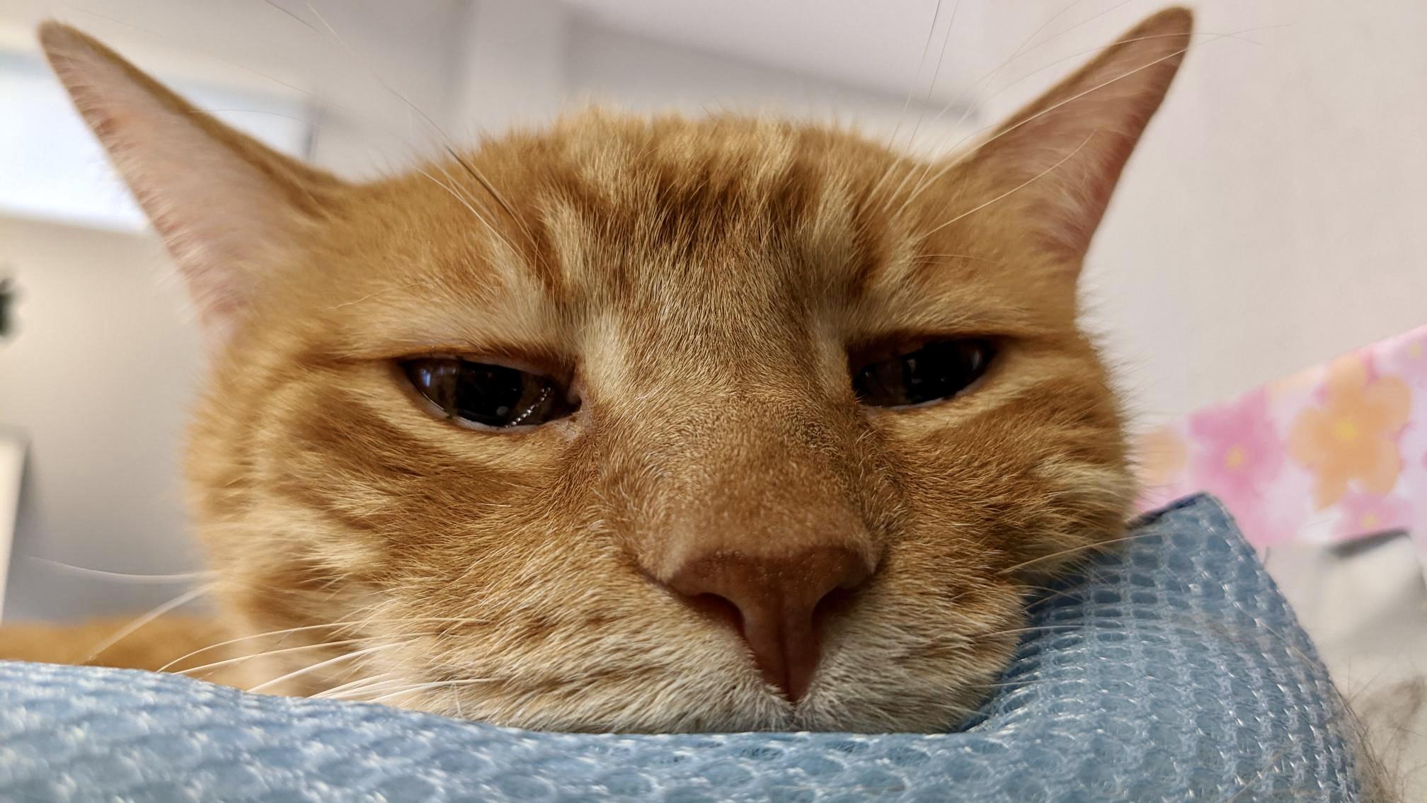 東京株式会社qnote公司,11隻貓為員工減壓。