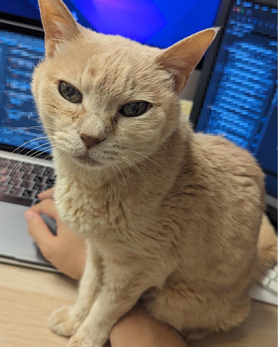 東京株式会社qnote公司,11隻貓為員工減壓。