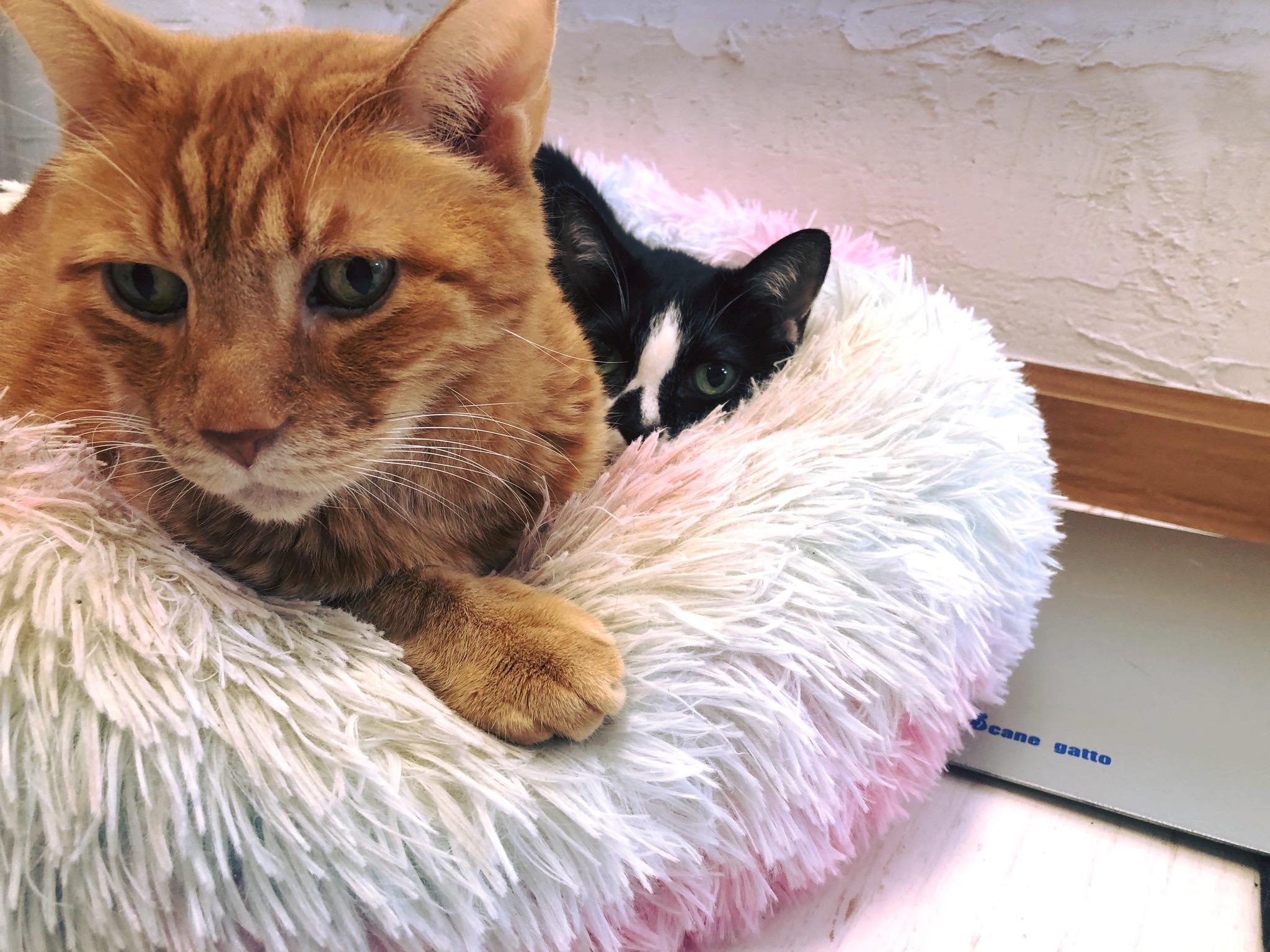 東京株式会社qnote公司,11隻貓為員工減壓。