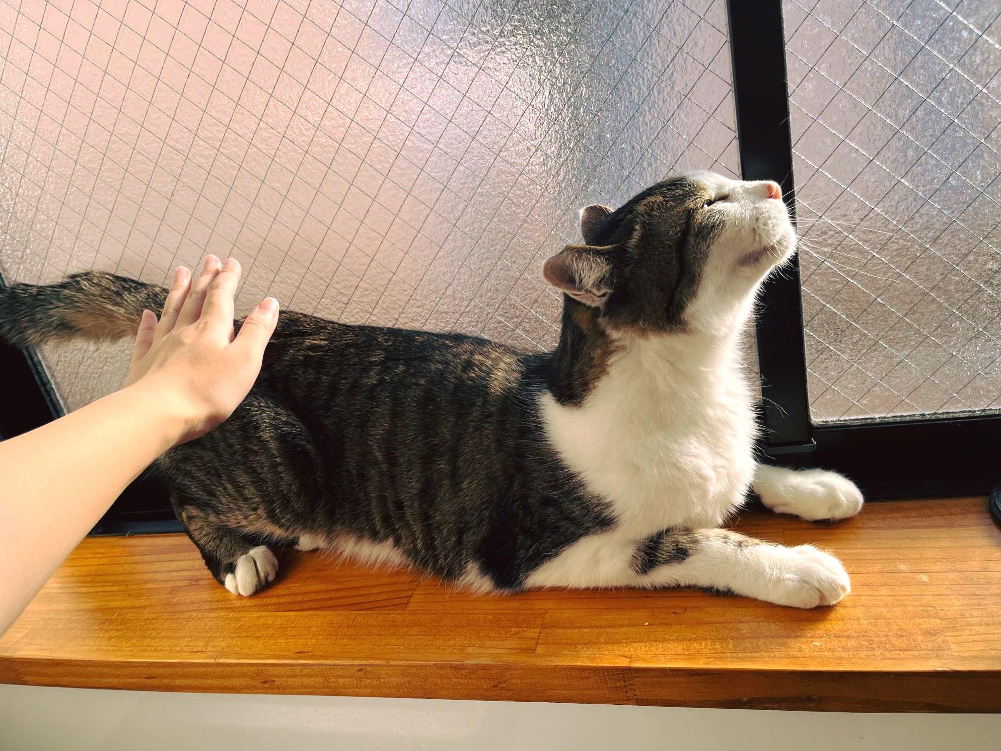 東京株式会社qnote公司,11隻貓為員工減壓。