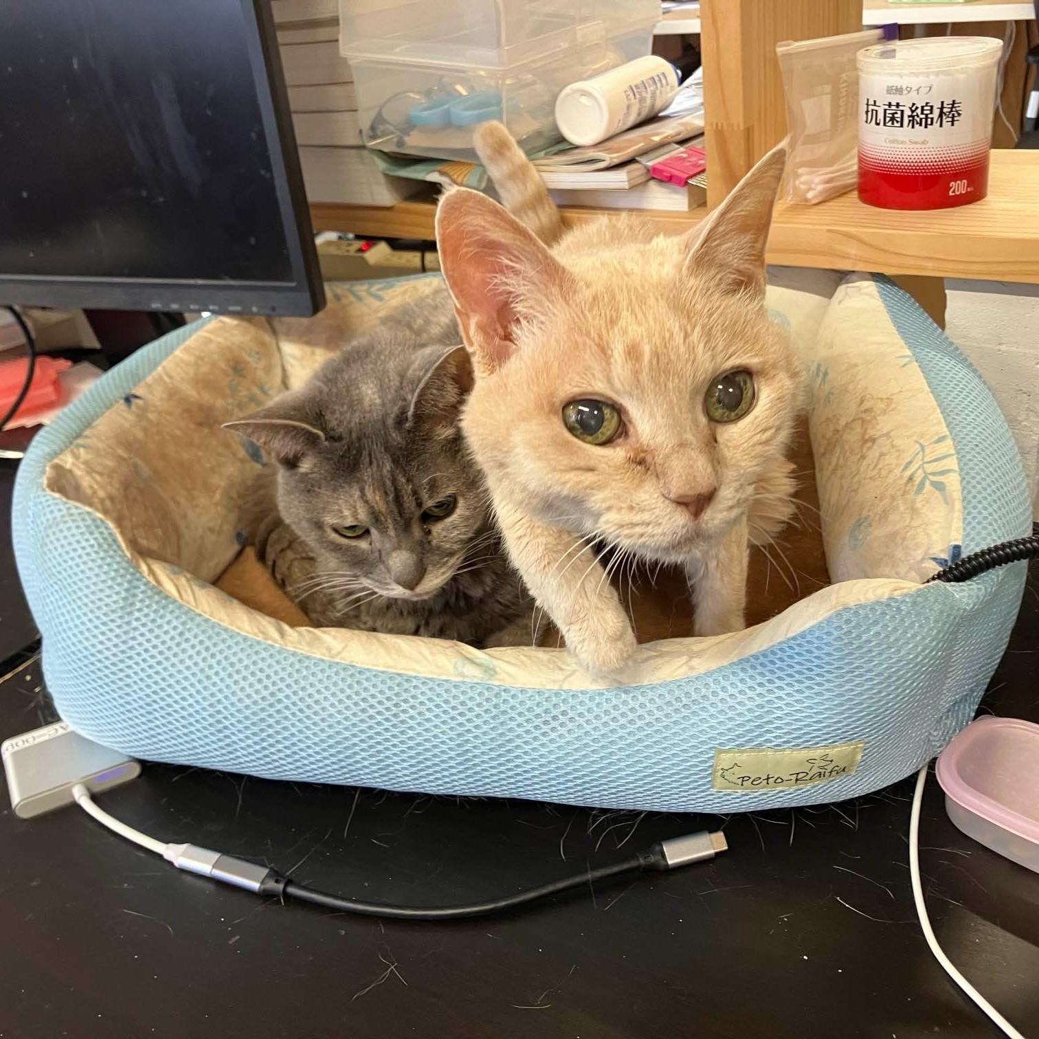 東京株式会社qnote公司,11隻貓為員工減壓。