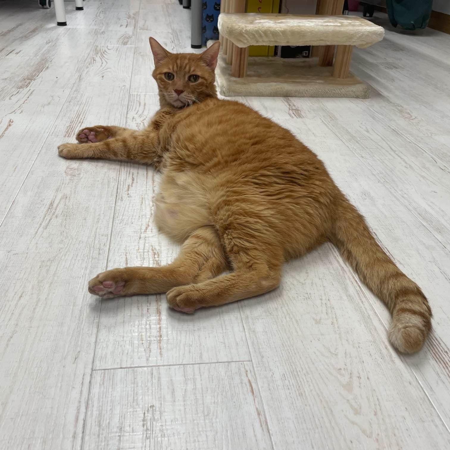 東京株式会社qnote公司,11隻貓為員工減壓。