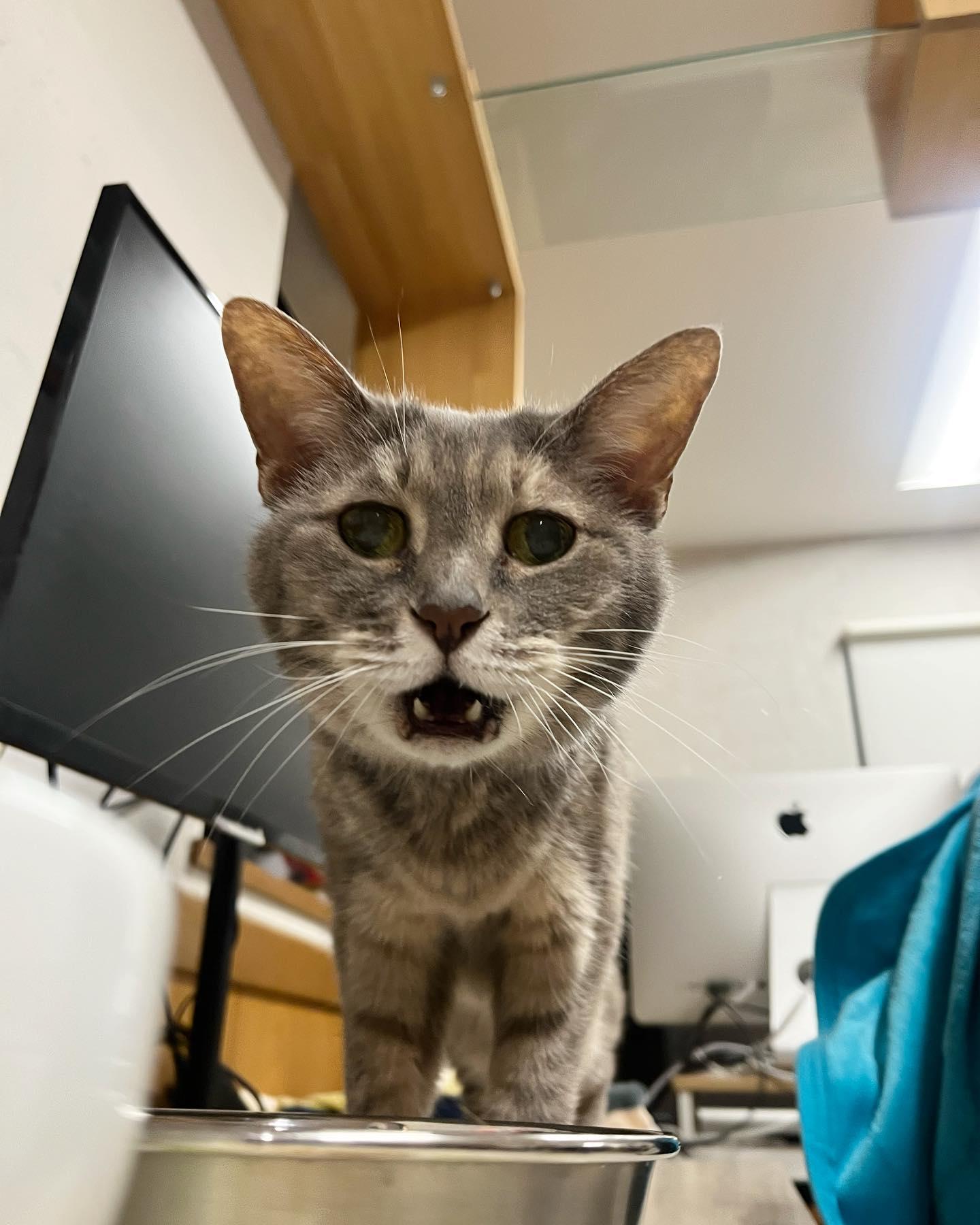 東京株式会社qnote公司,11隻貓為員工減壓。