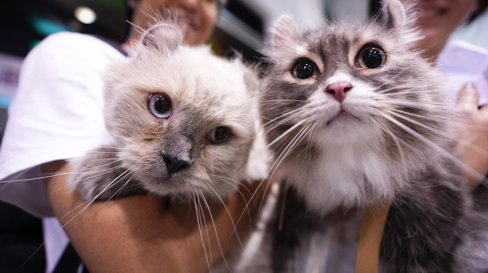 香港貓迷博覽會人頭湧湧 人流突破20萬人次 (大會提供)