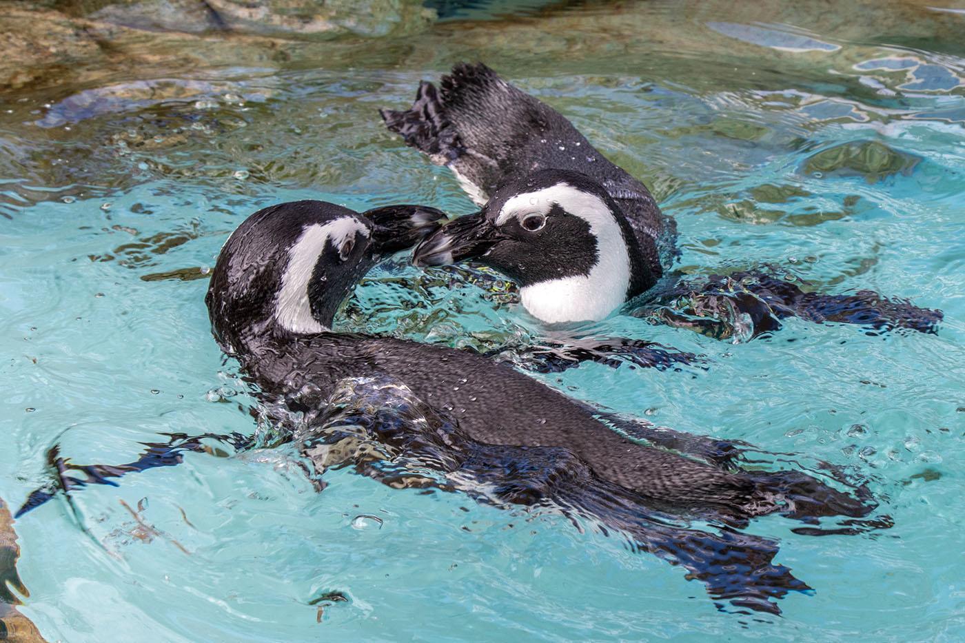 每天均會上演海豚表演及外洋大水槽的餵食秀